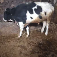 گاو نر وزن حدودا ۶۰۰|حیوانات مزرعه|چاراویماق, |دیوار