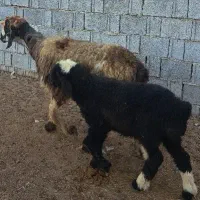 دوعدد میش زاییده