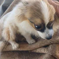 پامر نر ۴ماهه