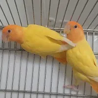 جوجه برزیلی