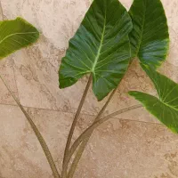 گل بابا آدم