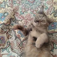 گربه اسکاتیش برتیش