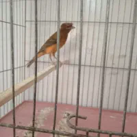 قناری و سهره