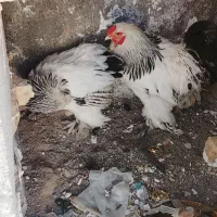 برهما لایت خالص  تخم گزار 10ماهه