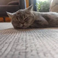 واگزاری گربه اسکاتیش|گربه|ابریشم, |دیوار