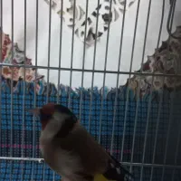 سهره قرص خون|پرنده|محلات, |دیوار