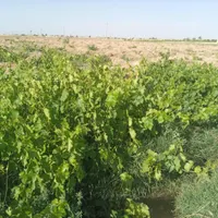 فروش قسطی یا مبادله ای باغ انگور|فروش دفتر صنعتی، کشاورزی، تجاری|قزوین, |دیوار