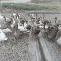 غاز محلی|حیوانات مزرعه|بندر ترکمن, |دیوار