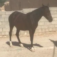 اسب مادیون ۸ ماه حامله|اسب و تجهیزات اسبسواری|هندیجان, |دیوار