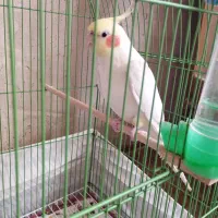 عروس هلندی|پرنده|مرند, |دیوار