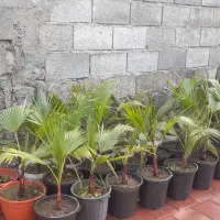 بذر پالم واشنگتن|خدمات باغبانی و درختکاری|کلارآباد, |دیوار