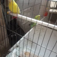 ممرغ عشق نر وماده جفت