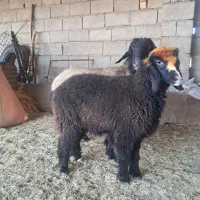 میش ،بره ،شیشک، بز،بیگ|حیوانات مزرعه|گتوند, |دیوار