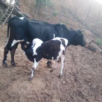 گاو با گوساله محلی|حیوانات مزرعه|توتکابن, |دیوار