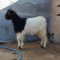 فروش سه عدد کهره|حیوانات مزرعه|بردخون, |دیوار