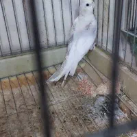 عروس هلندی امرلیددوکت کرم فیس ودوکت البینو ولوتینو|پرنده|بندرعباس, |دیوار