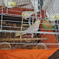 عروس هلندی|پرنده|اندیمشک, |دیوار