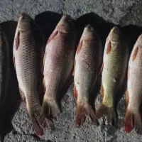 ماهی|ماهی|اندیمشک, |دیوار