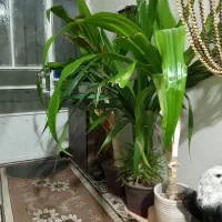 گل ذرتی ،سوزنی بزرگ|گل و گیاه طبیعی|جهرم, |دیوار