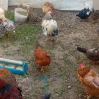 بوقلمون خروس مرغ تخم گزار مناسب شب چله|حیوانات مزرعه|چهارباغ, |دیوار