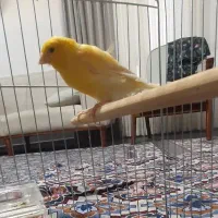 قناری سوپر‌طلایی نر‌مست