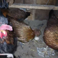 4عددمرغ 1عدد خروس|حیوانات مزرعه|بندر ترکمن, |دیوار