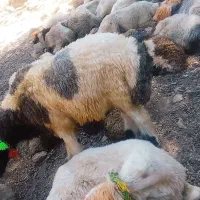 گوسفند