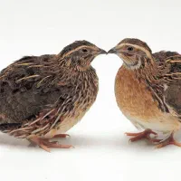 گوشت بلدرچین عمده