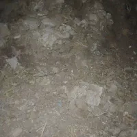 کود گوسفندی پوسیده