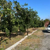 فروش باغ وزمین