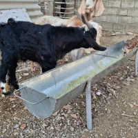 بزغاله های چاق چاتمه|حیوانات مزرعه|گنبد کاووس, |دیوار