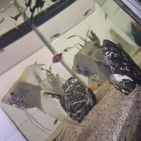 ماهی آنجل سفید