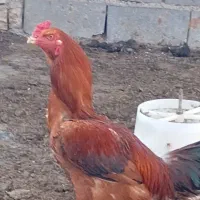 خروس لاری