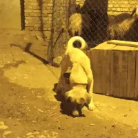 توله سگ