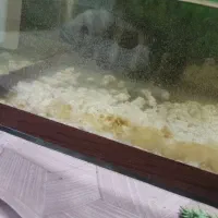 ماهی با اکواریم با تمام وسایل زیرقیمت