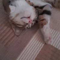 واگذاری گربه نر|گربه|همدان, |دیوار