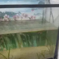 آکواریوم و ماهی