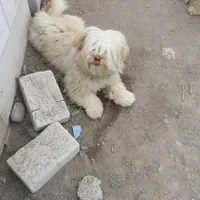 واگذاری پاکوتاه شیتزو یک ساله