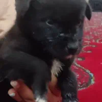 فروش فوریی سگ