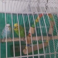 یک‌ جفت مرغ عشق نر و ماده