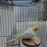 عروس هلندی ماده