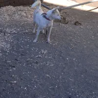 پاکوتاه ماده