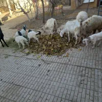 بز و بزغاله|حیوانات مزرعه|لنجان, |دیوار