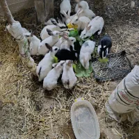 فروش خرگوش