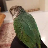 واگذاری طوطی ملنگو و گرینچیک