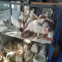 مرغ زنده مرغ خونی خروس محلی