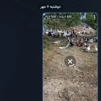 جوجه قاز