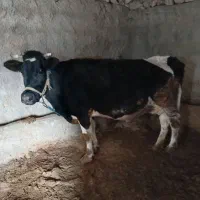 گاو|حیوانات مزرعه|کوهدشت, |دیوار