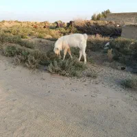 بز گلابی اصل