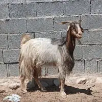 بز دوقلوزا ترکی برای داشت وکهره نربراقصابی